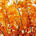 Autumn 2