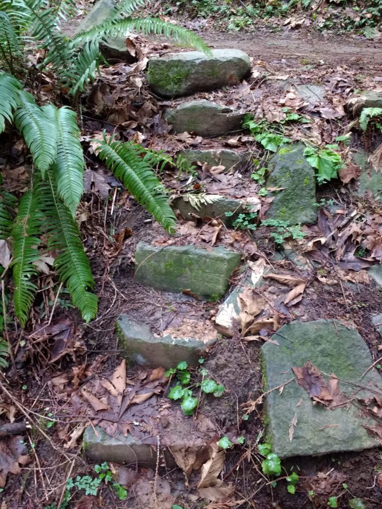 stone steps in soil with fern